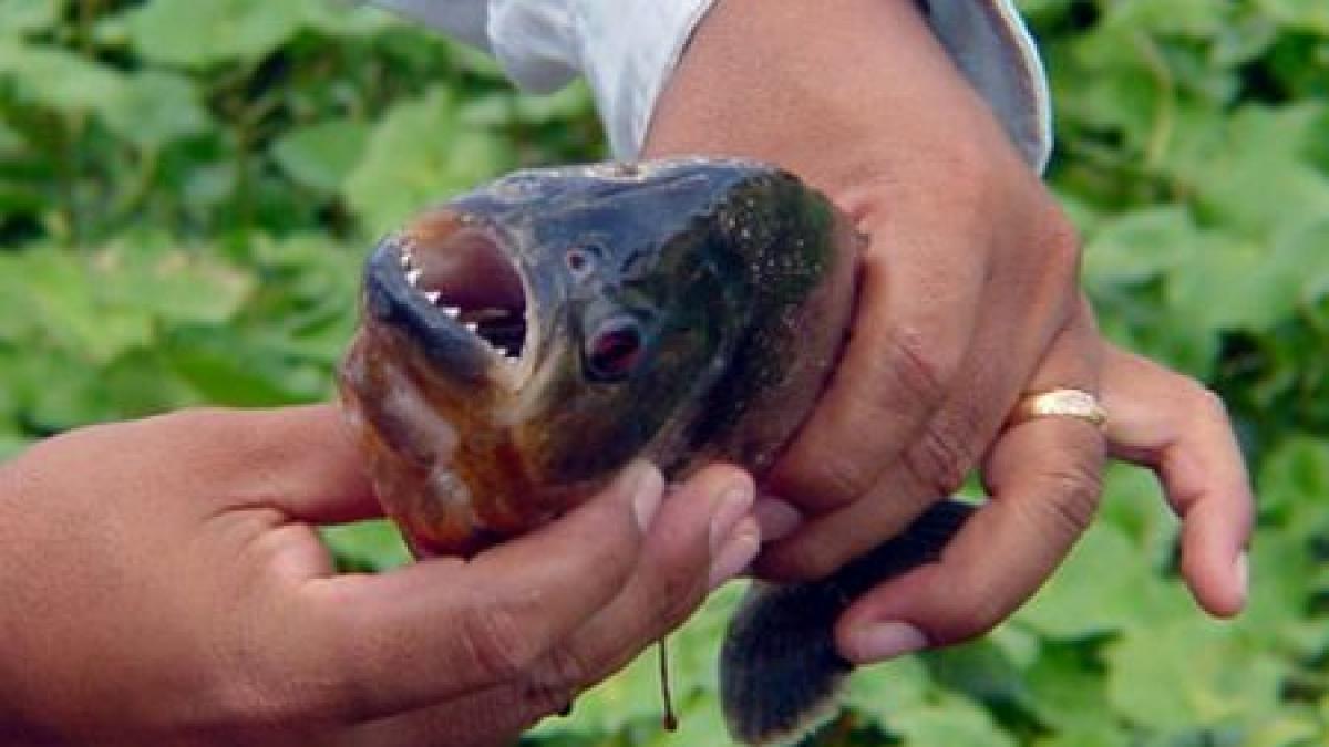 pesti galagiosi cercetatorii belgieni au descoperit ca piranha latra