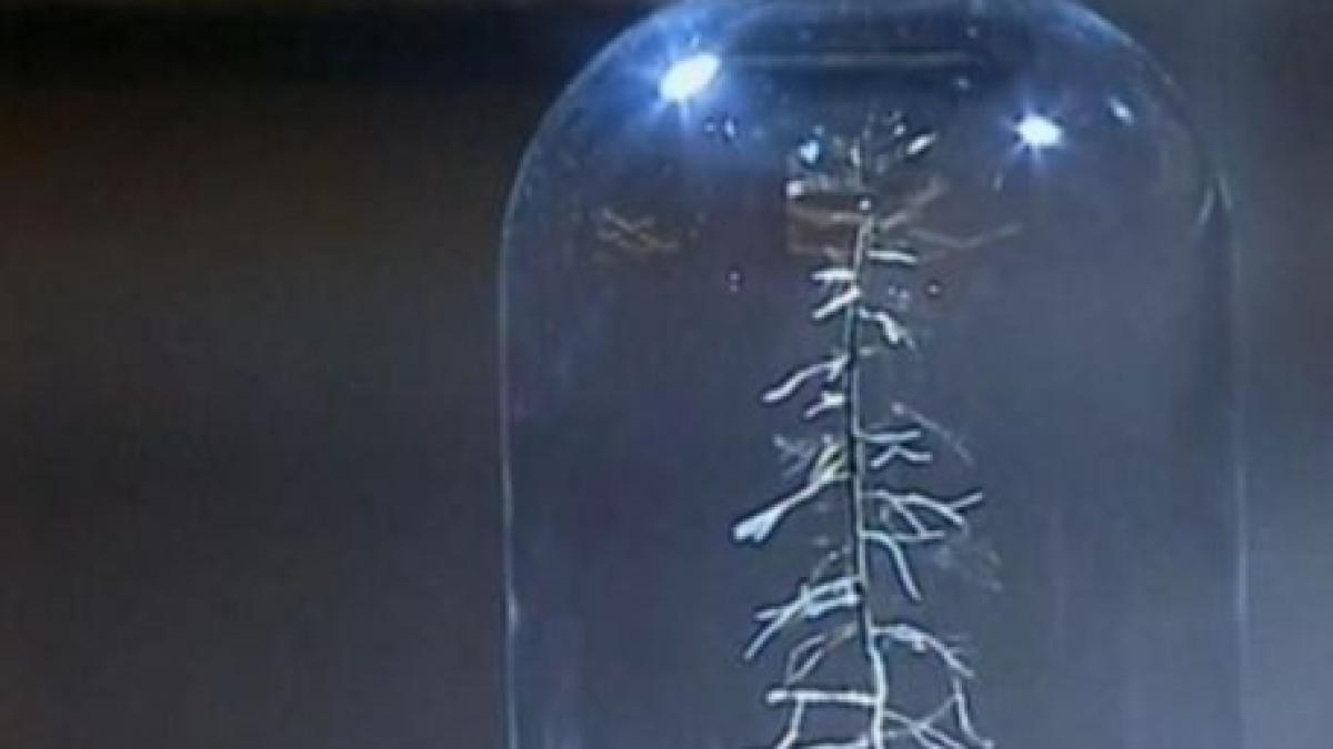 licitatie cu brazi de aur argint si diamant pentru copiii din centrele de plasament