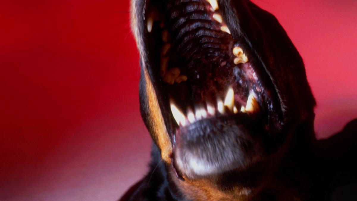 o femeie de 60 de ani omorata de 25 de caini din rasa rottweiler