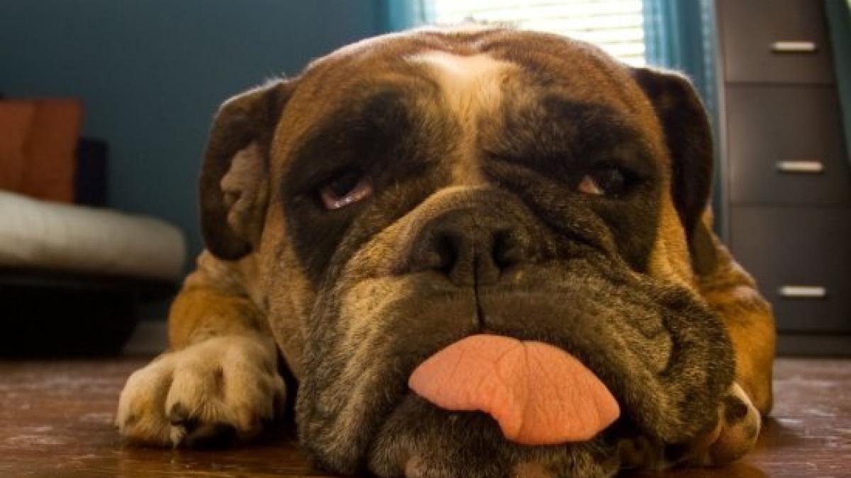 top 10 cele mai amuzante poze cu animale in 2011