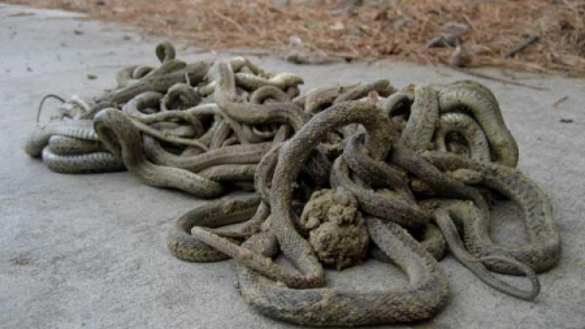 100 de serpi au fost gasiti intr un hotel din germania