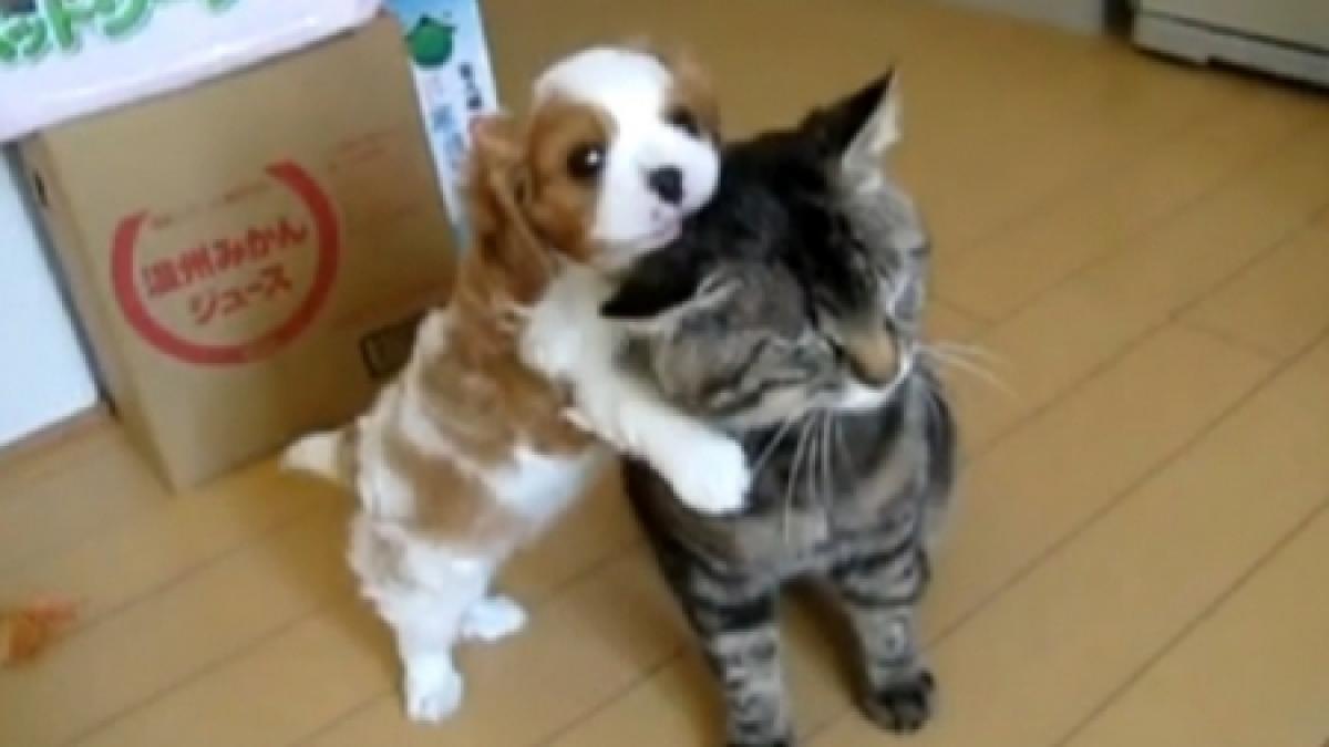 sezonul cadourilor a inceput foarte cautate sunt cadourile cu suflet