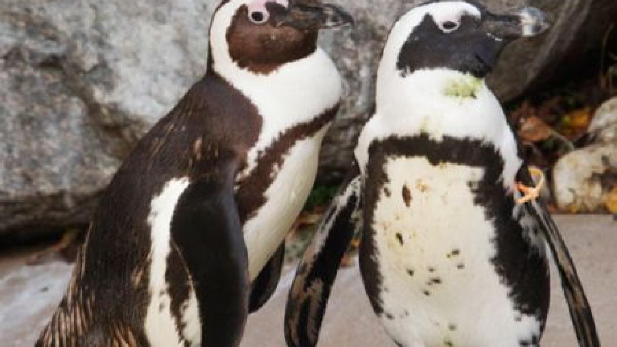dezamagire in comunitatea gay a pinguinilor buddy si pedro s au despartit