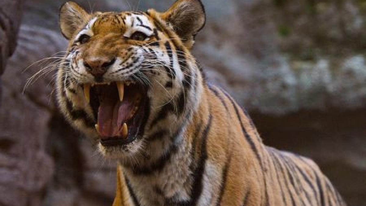 tigrul scapat de la zoo a fost ucis dupa ce a atacat echipele care incercau sa l prinda