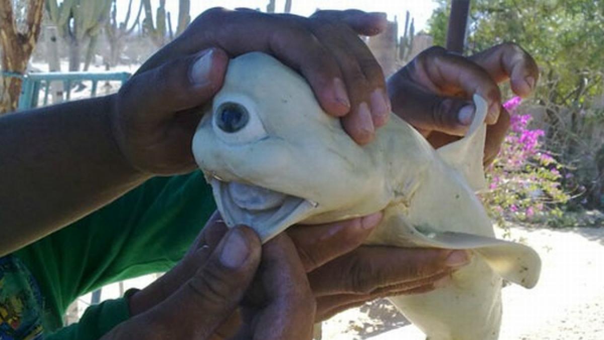 top 10 cele mai bizare stiri ale anului 2011 rechinul ciclop si cainele fosforescent se numara