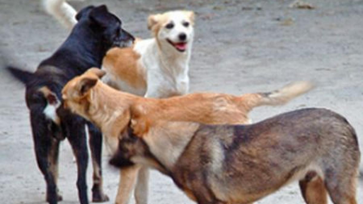 eleva la un pas de moarte mai multi caini au tabarat pe ea si au muscat o de maini si de picioare