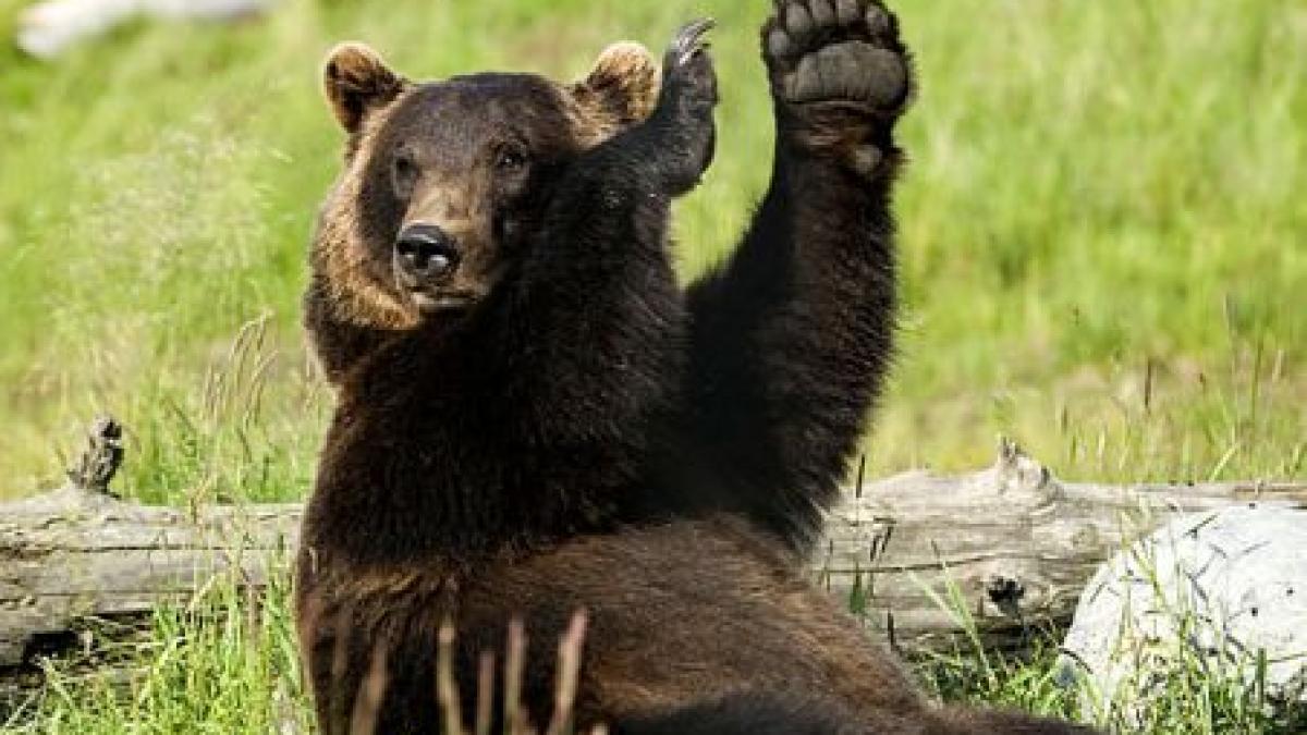 un urs politicos ii raspunde la salut unei fetite