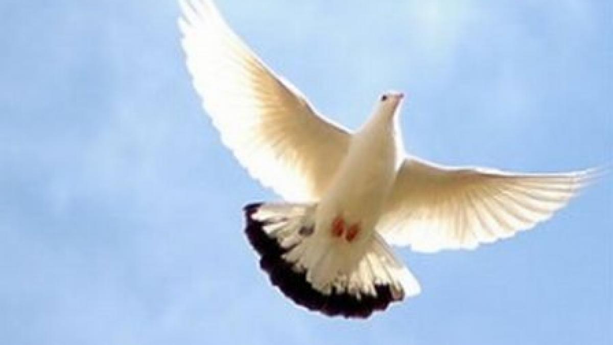 porumbeii ar putea deveni simbolul razboiului afla motivul