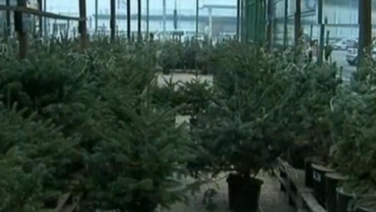 circa 8 000 de brazi de craciun au fost confiscati de politisti si silvicultori in luna decembrie