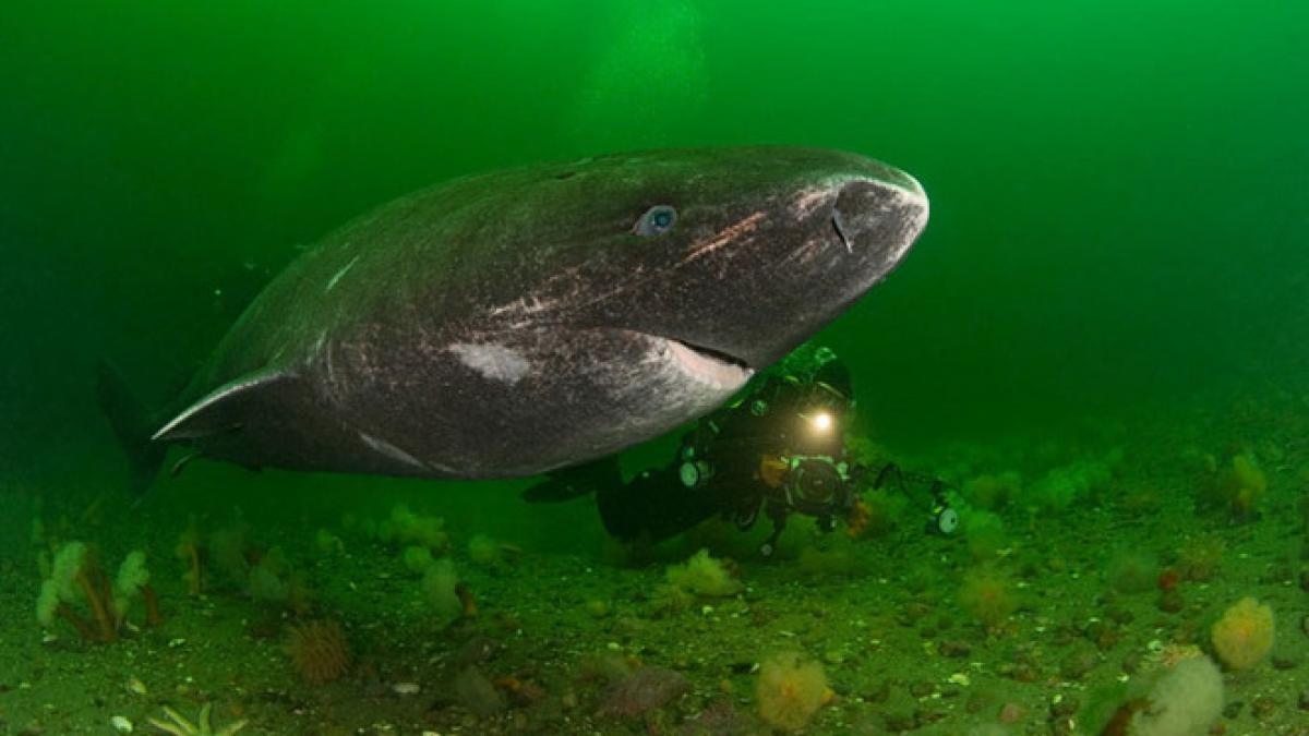 fotografie rara vezi aici cum arata rechinul care ataca ursi polari