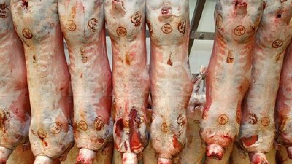 au aparut primele cazuri de trichineloza la porcii taiati pentru craciun