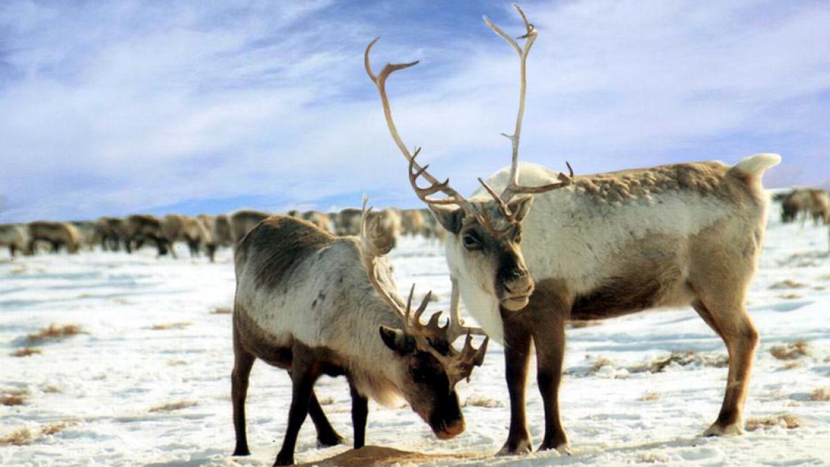 marea britanie inchiriatul de reni este cea mai noua moda de craciun