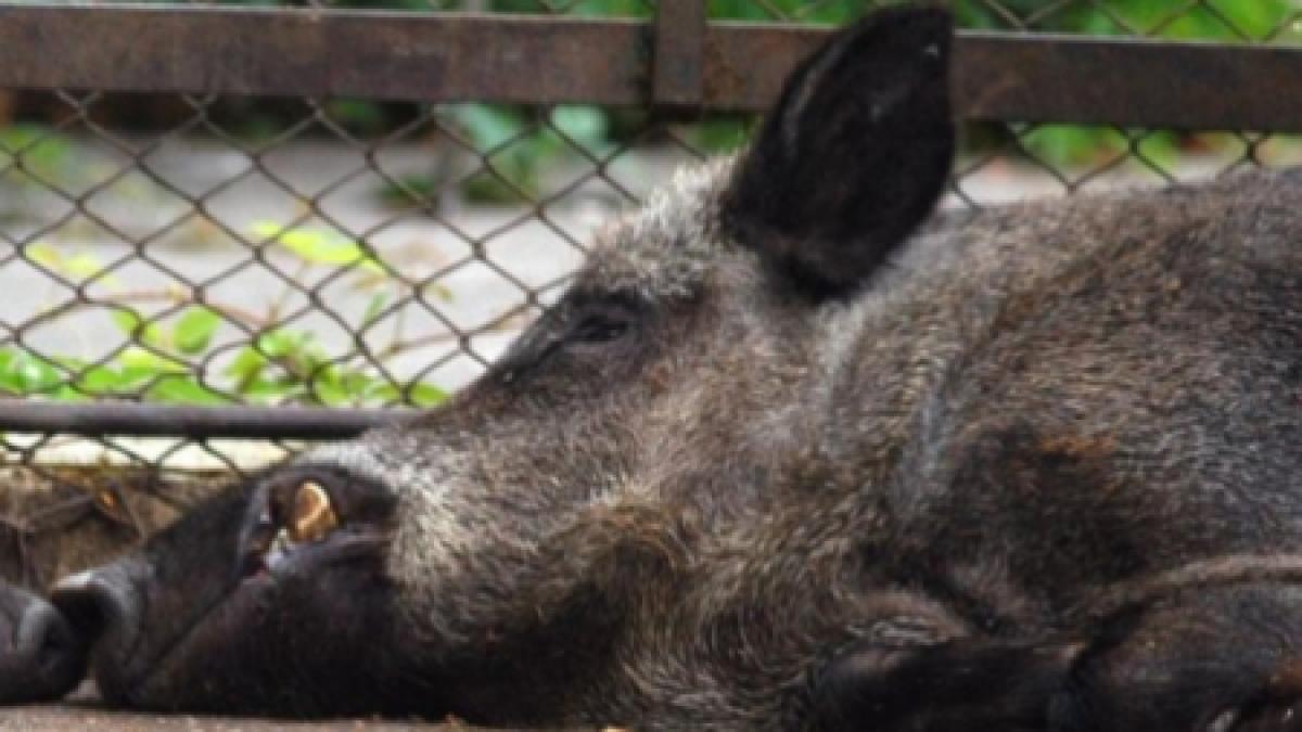 macel la cernavoda mistreti vanati cu utilajele de muncitorii care lucreaza la autostrada