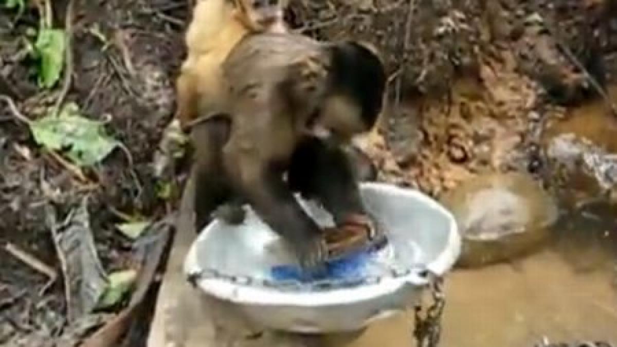 maimuta care v ar putea face viata mai usoara spala vasele fara sa se planga