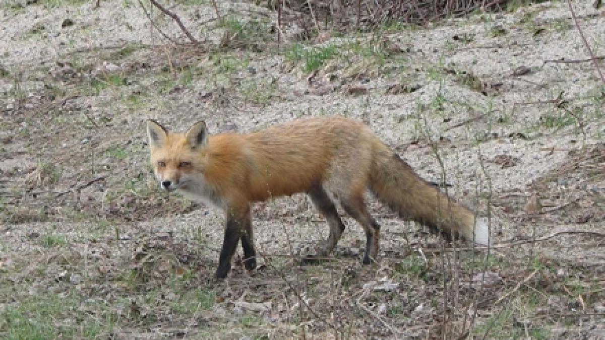 10 copii si patru adulti internati de urgenta dupa ce au fost atacati de o vulpe infectata cu rabie