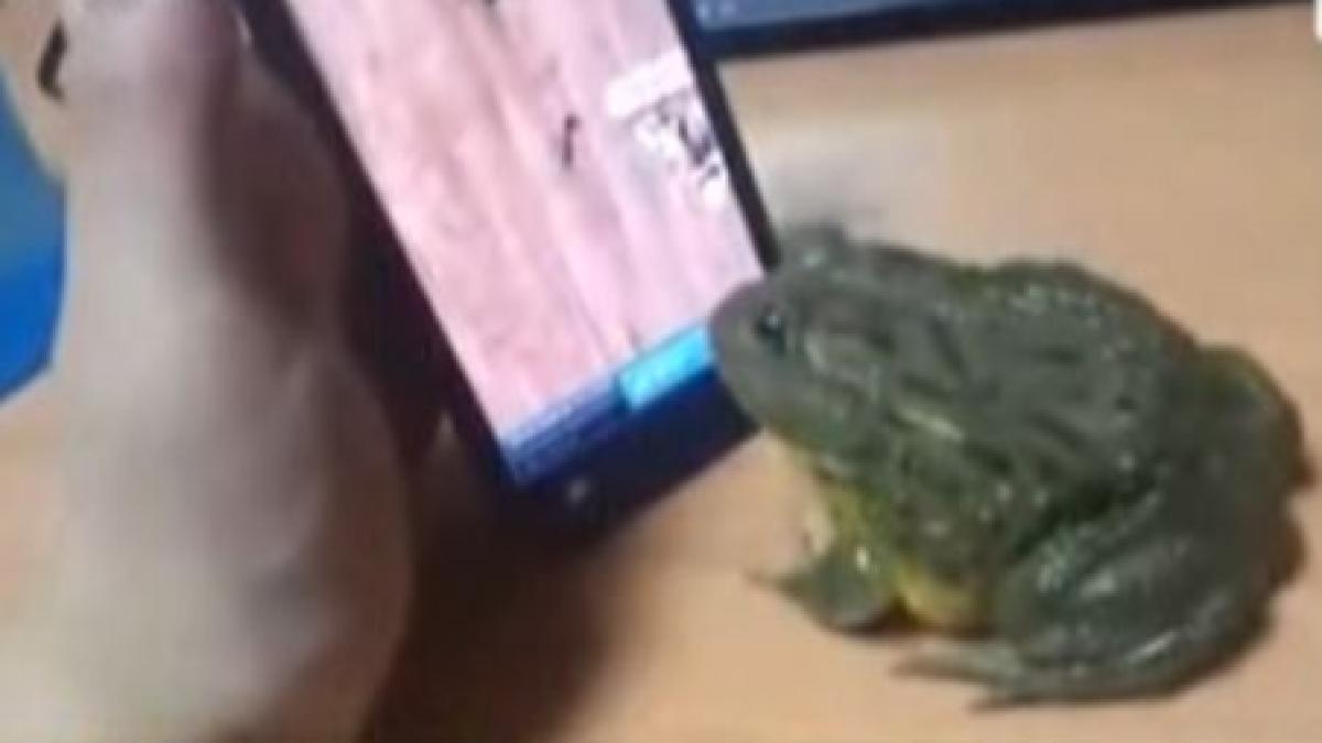 mori de ras cum reactioneaza animalele salbatice si domestice cand vad un iphone