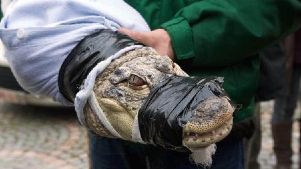 n ai sa crezi ce s a descoperit in vila unui german din belgia unele dintre cele mai feroce animale