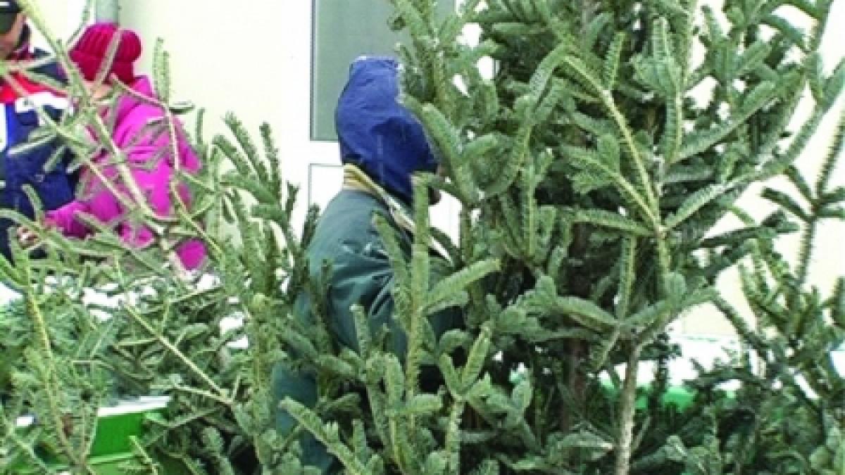 brazi mai ieftini dar tot scumpi cu o zi inainte de ajunul craciunului