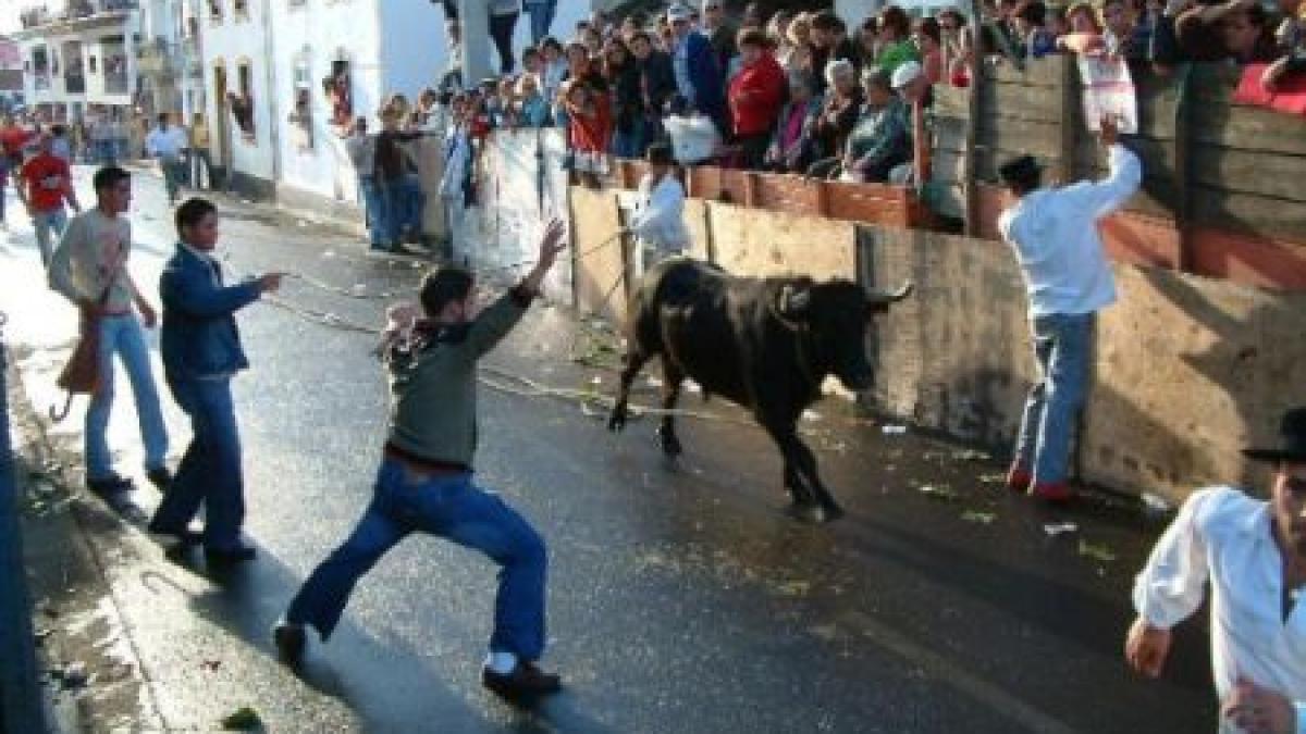 singurii care stiu sigur ca vor scapa cu viata sunt taurii coridele pentru amatori din columbia au