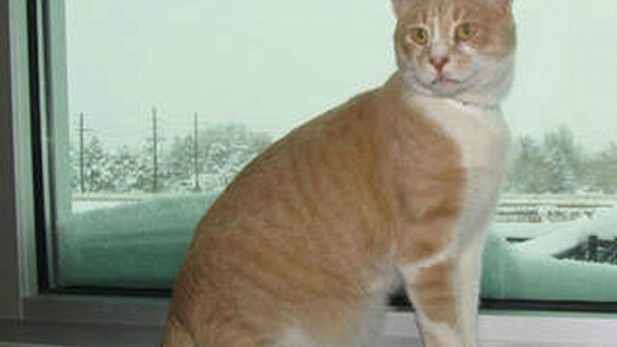 surpriza de craciun o pisica pierduta a fost gasita la 2 500 km departare