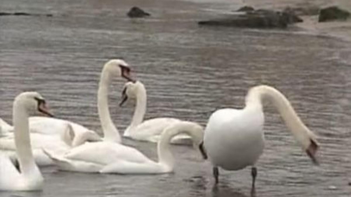 cadou inedit pentru oamenii din eforie sud 30 de lebede au poposit pe plaja in ziua de craciun