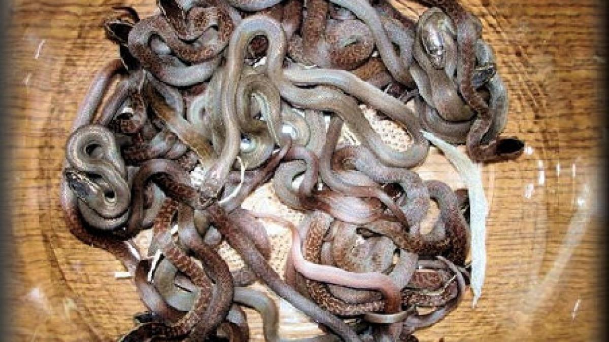 un ceh a incercat sa transporte 247 de animale vii intr o valiza cu avionul din argentina pana in