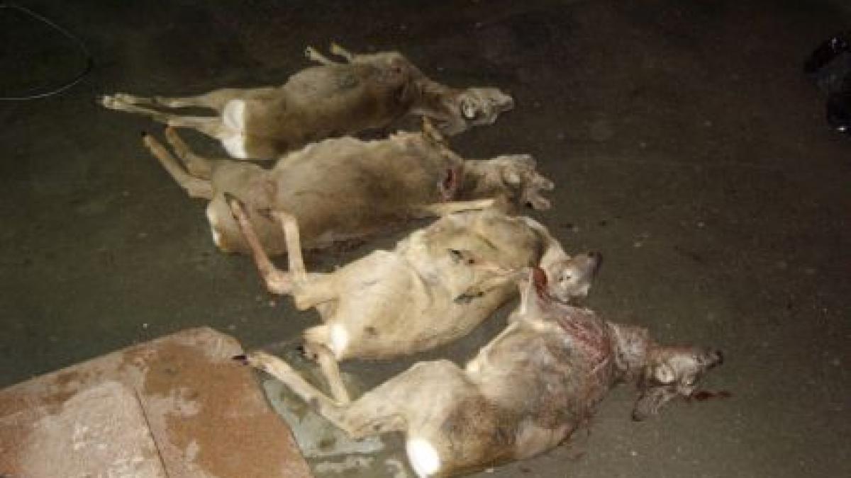 arad peste 30 de caprioare au fost gasite moarte pe doua domenii de vanatoare