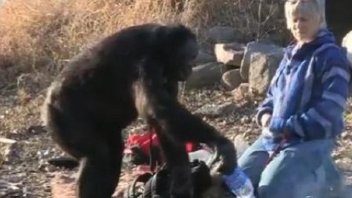 uluitor un cimpanzeu de la o gradina zoologica din iowa stie sa gateasca si sa se foloseasca de foc