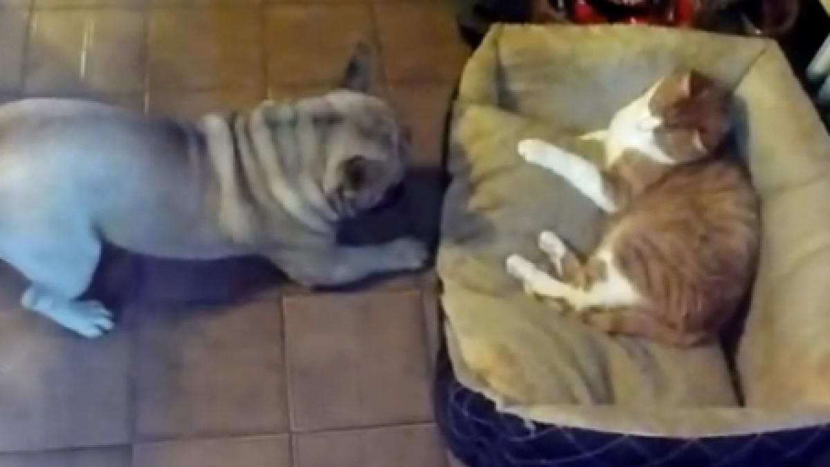 un buldog francez isi revendica culcusul in fata unei pisici greu de intimidat vezi cine iese