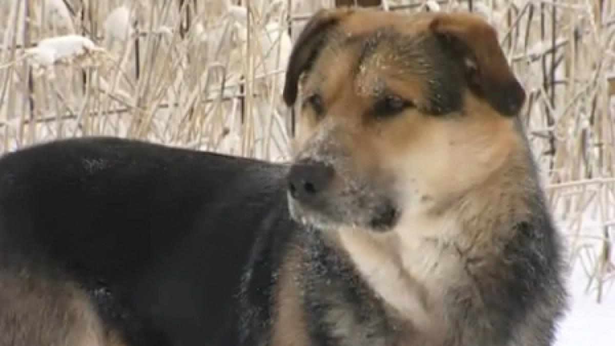 un caine speriat de petardele de la revelion a ramas blocat intre peretii unui bloc