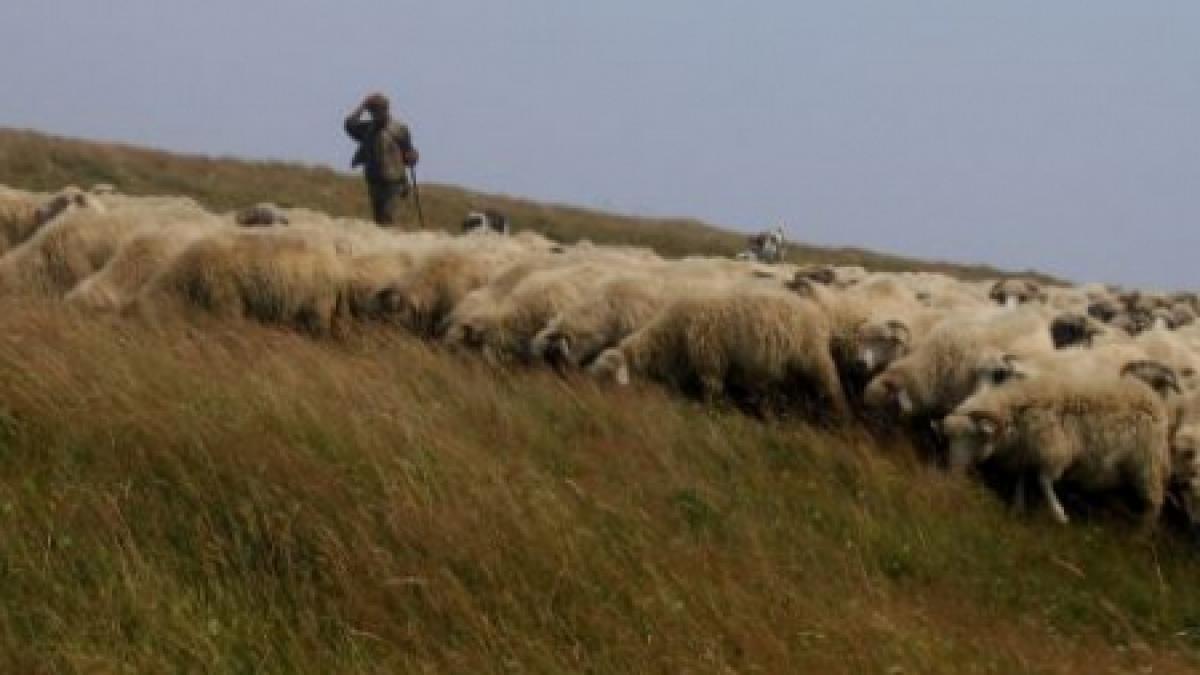 scandal in estul salbatic un cioban a fost impuscat de paznicii unui domeniu de vanatoare