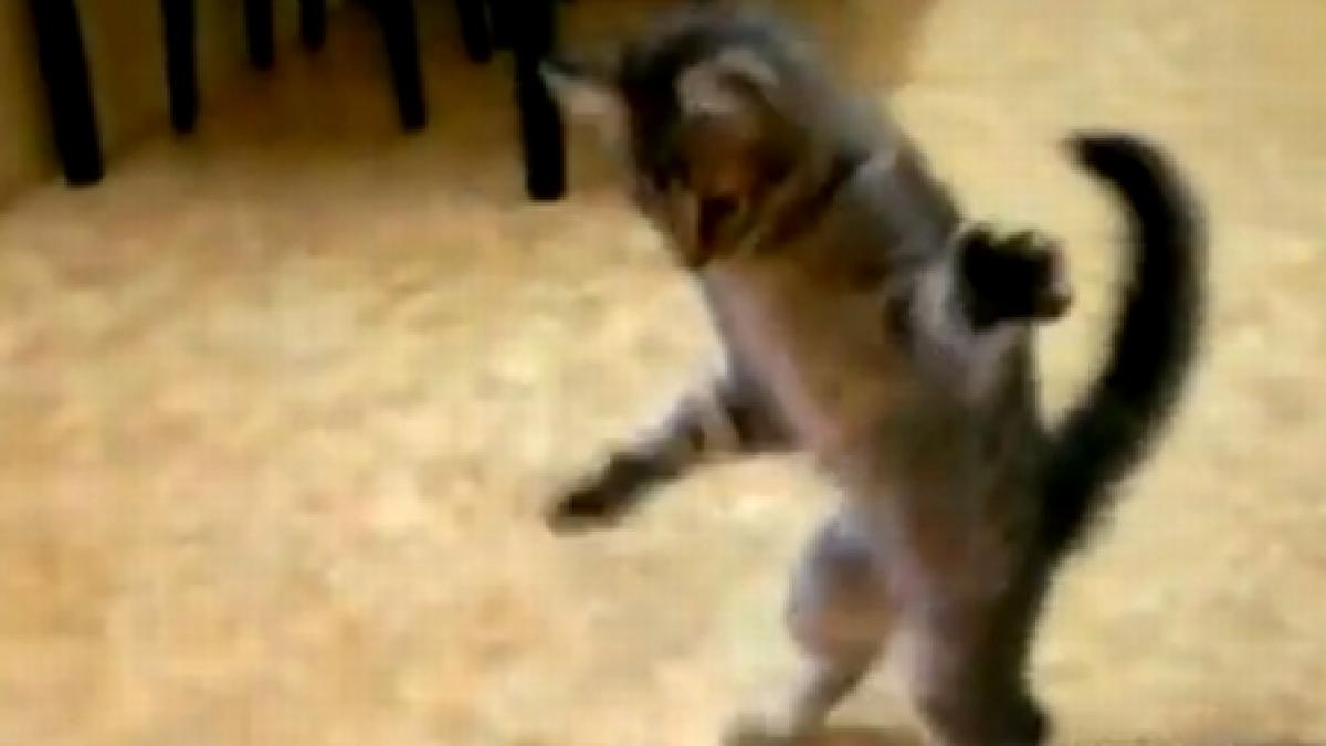 un doi trei un doi trei vezi cum se misca o felina pe ritmuri latino