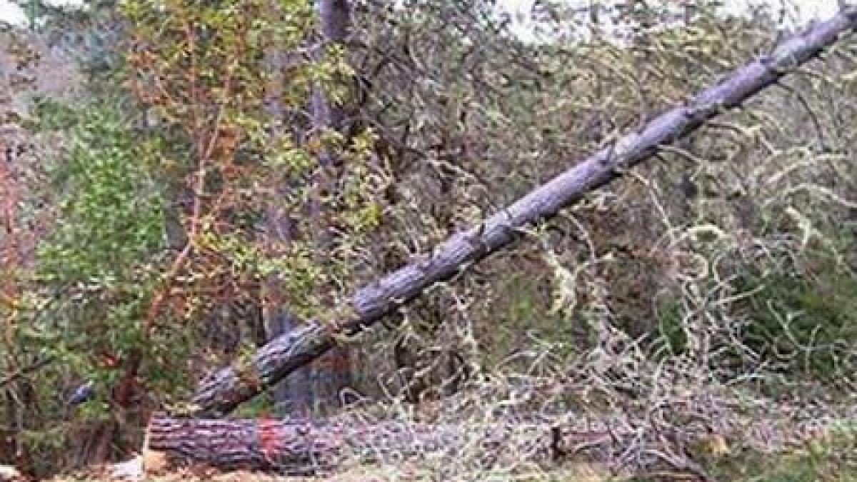 a ucis si a fugit barbatul care a taiat copacul ce a strivit un adolescent cautat de politie