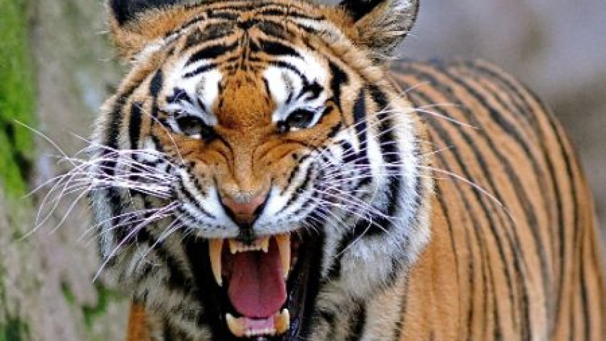 copil de trei ani sfasiat de tigru micutul are rani deschise si creierul afectat