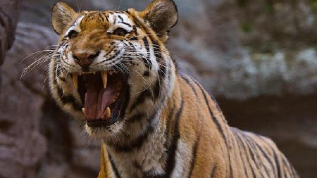 ingrijitorul vinovat de scaparea tigrului de la gradina zoologica din sibiu concediat si pus la