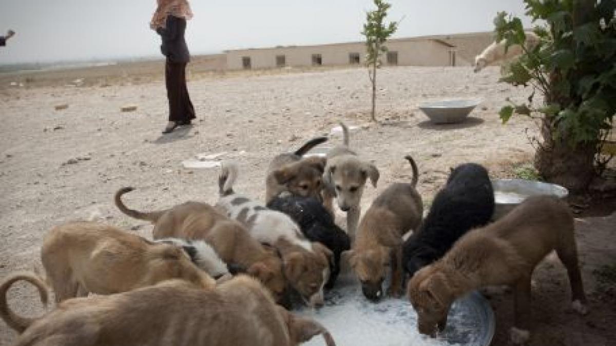 trei milioane de caini vagabonzi vor fi eutanasiati vezi aici unde s a luat aceasta decizie
