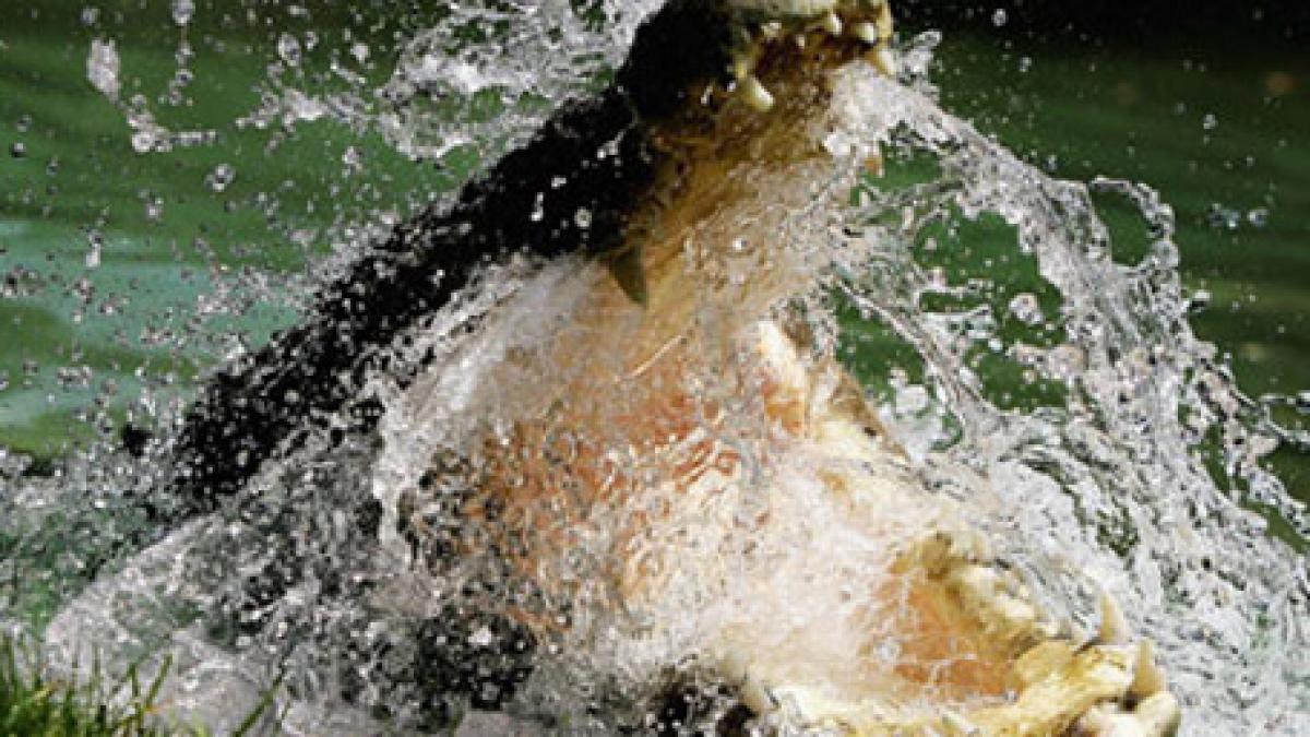 o femeie a cazut de la 111 metri intr un rau plin de crocodili dupa ce s a rupt coarda de bungee