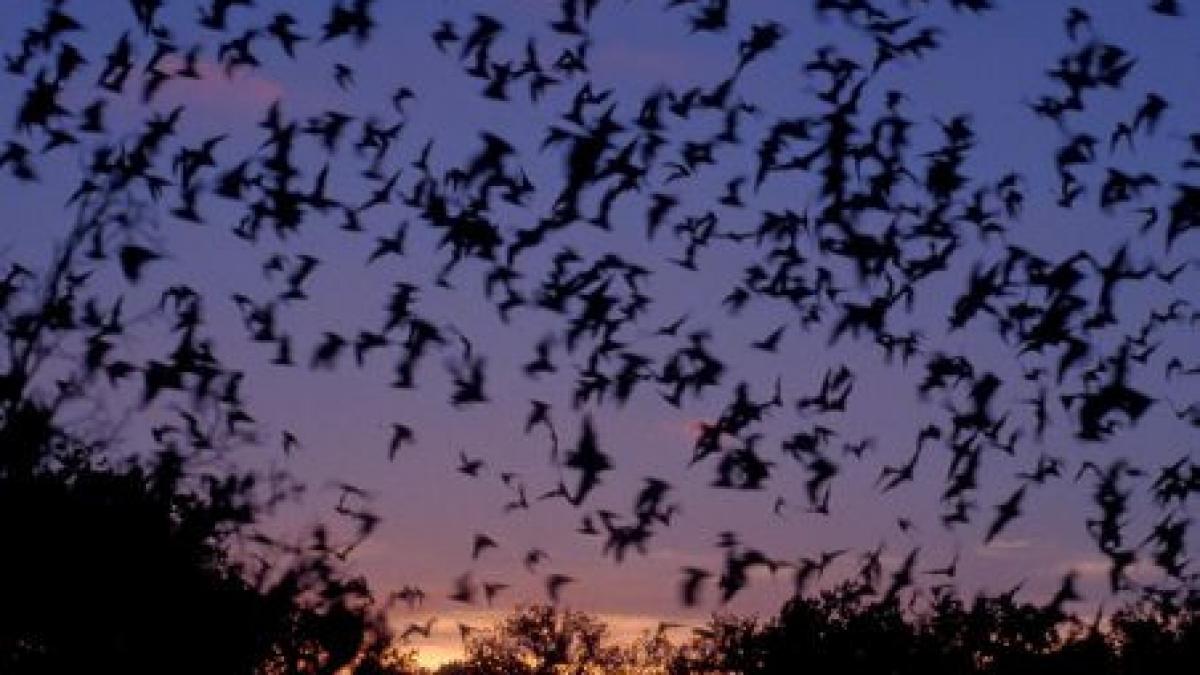 liliecii din romania pe cale de disparitie din cateva zeci de mii de exemplare au ramas doar cateva