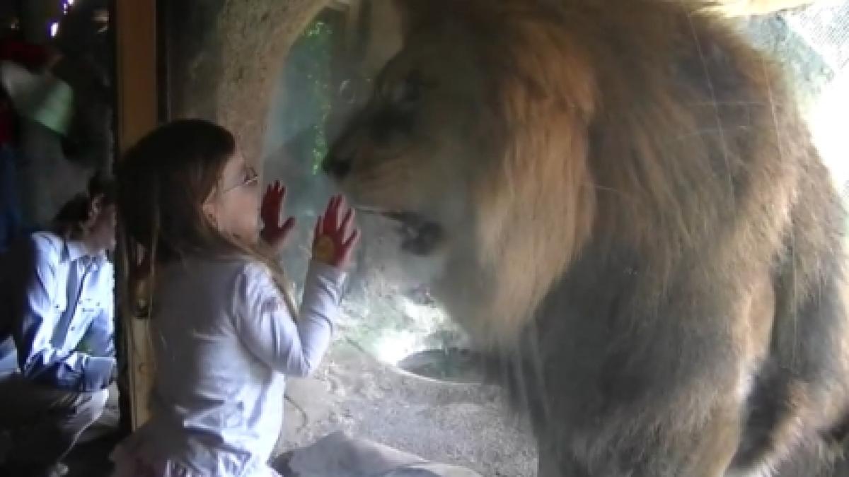 cum reuseste o fetita de trei ani sa l infrunte pe regele junglei