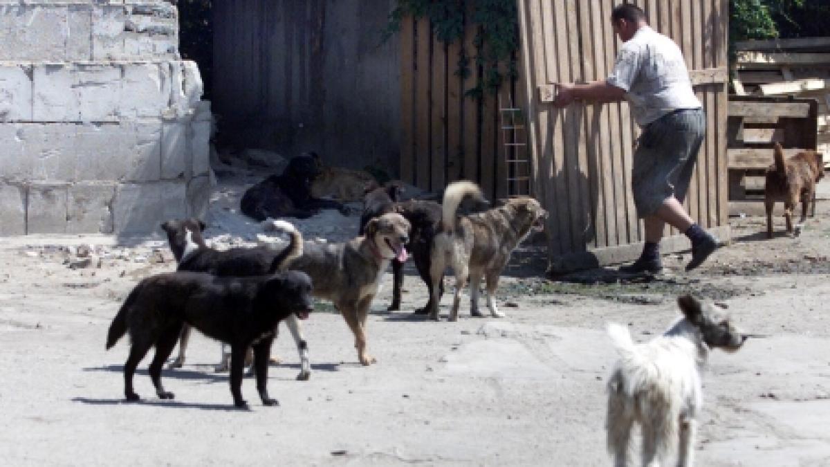 curtea constitutionala a decis eutanasierea maidanezilor este neconstitutionala