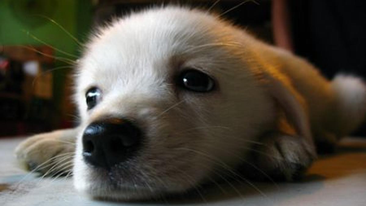 studiu familiile se cearta de trei ori pe saptamana din cauza cainilor