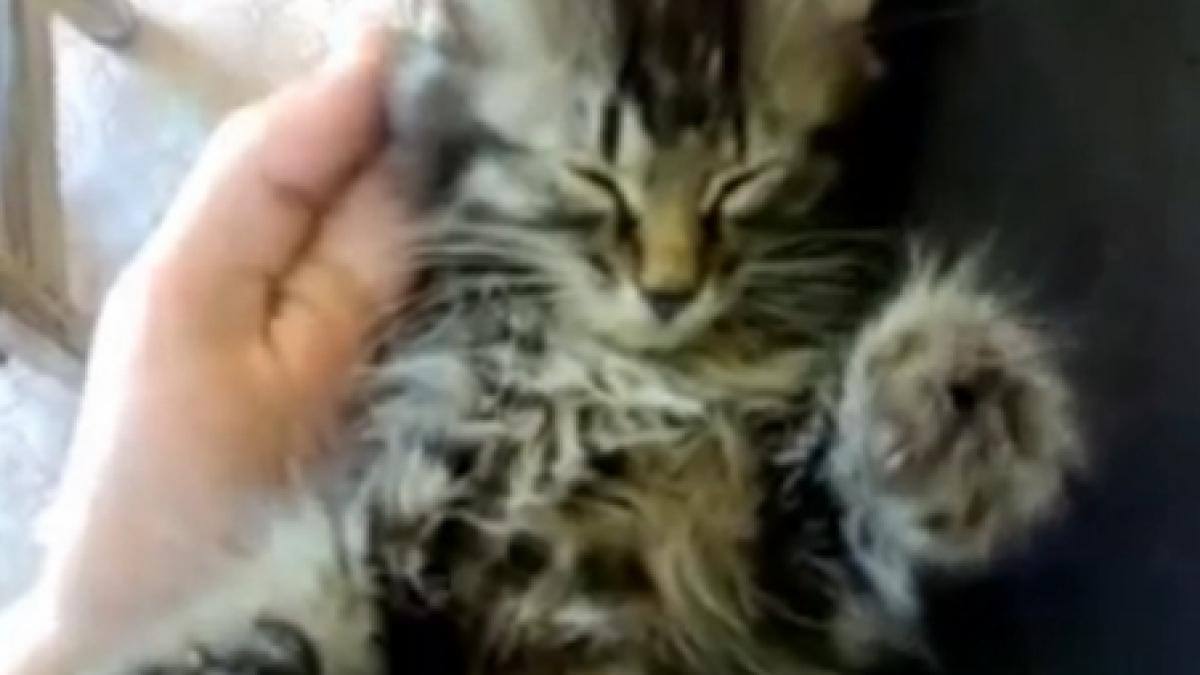 aceasta pisicuta nu a auzit de somnul linistit vezi de ce