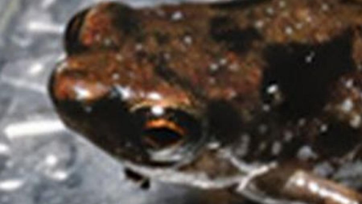 e un pic mai mare decat un purice a fost descoperita cea mai mica broasca din lume vezi cum arata