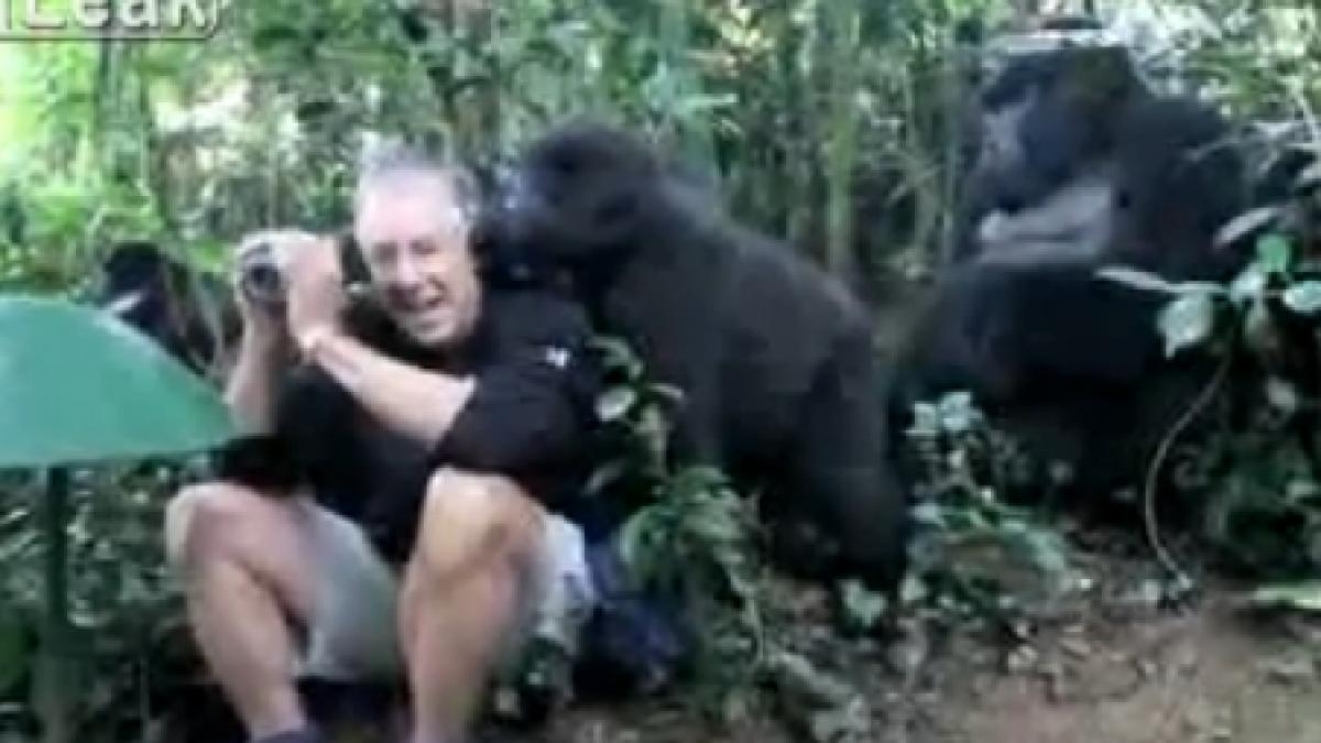 intalnire fenomenala un grup de gorile trece printr un habitat uman un barbat este acceptat intre