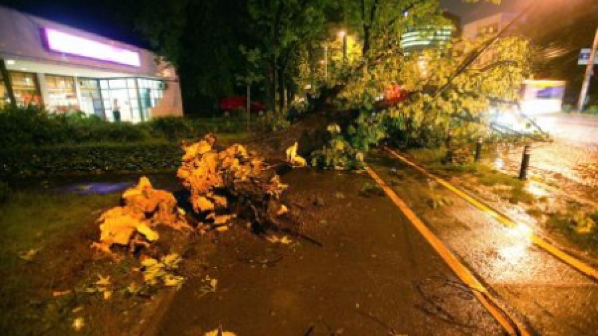 ucisi de neglijenta doi morti si patru raniti grav dupa ce un copac taiat a fost lasat in mijlocul
