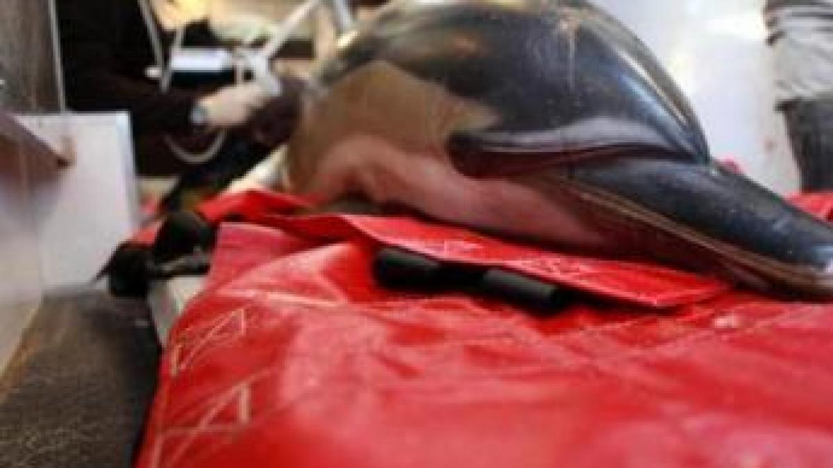 cel putin 20 de delfini au fost gasiti morti pe plajele de la cape cod