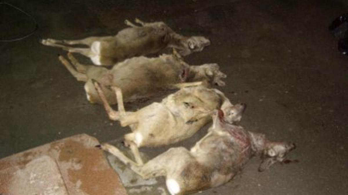 arad mai multe caprioare au murit dupa ce au mancat otrava impotriva soarecilor de camp