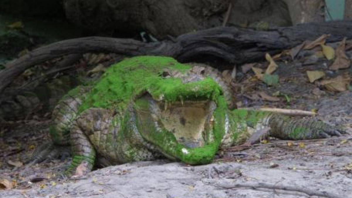 indonezia o fata de 10 ani a murit dupa ce a fost atacata de un crocodil