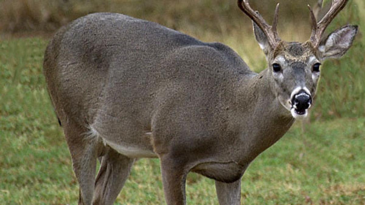 alte 34 cadavre de caprioare au fost gasite aproape de arad