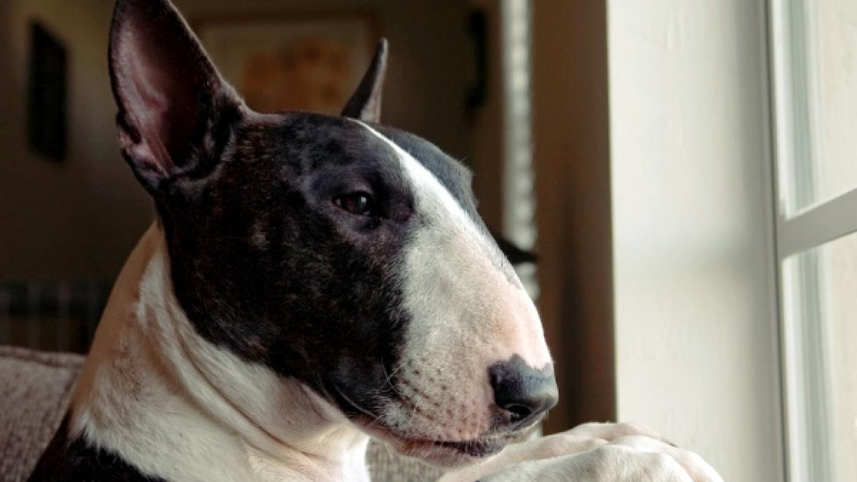 fetita de sase ani internata cu rani la gat si ureche dupa ce a fost atacata de un bull terrier